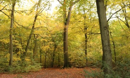 Hillingdon Council buys ancient woodlands for residents