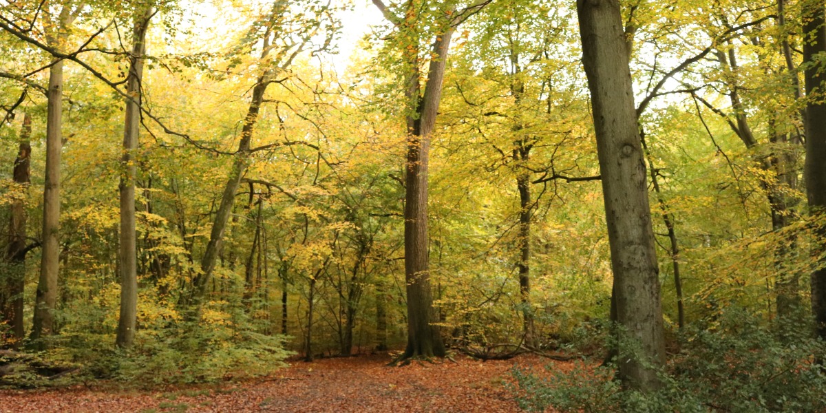 Hillingdon Council buys ancient woodlands for residents