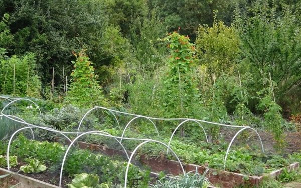 Syon Park allotments saved from Duke of Northumberland’s plans