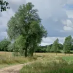 New 173-acre BNG site launched at Braxted Park, Essex