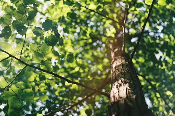 Green neighbourhoods emerge in Brent