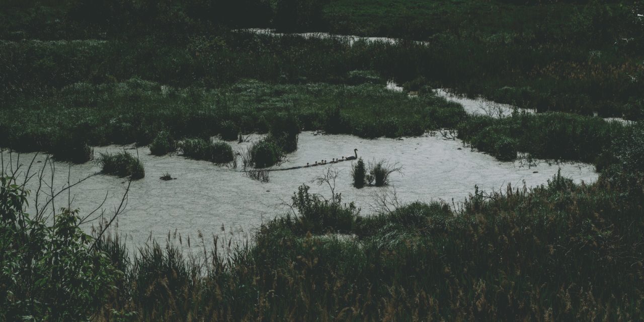 Sewage swamps Eastern England’s wilderness