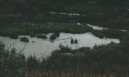 Sewage swamps Eastern England’s wilderness