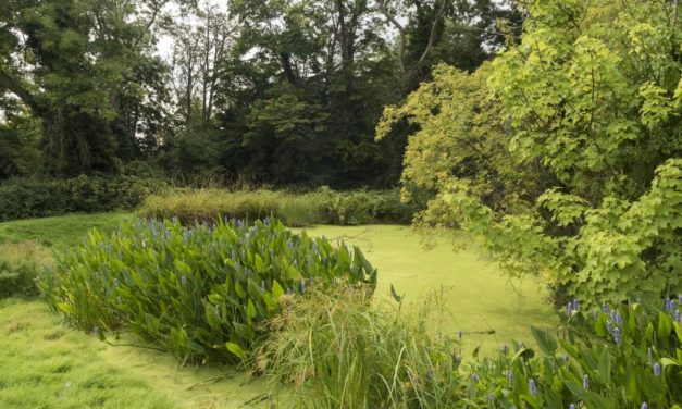 Funding secured to transform and restore Fishponds Park in Surbiton