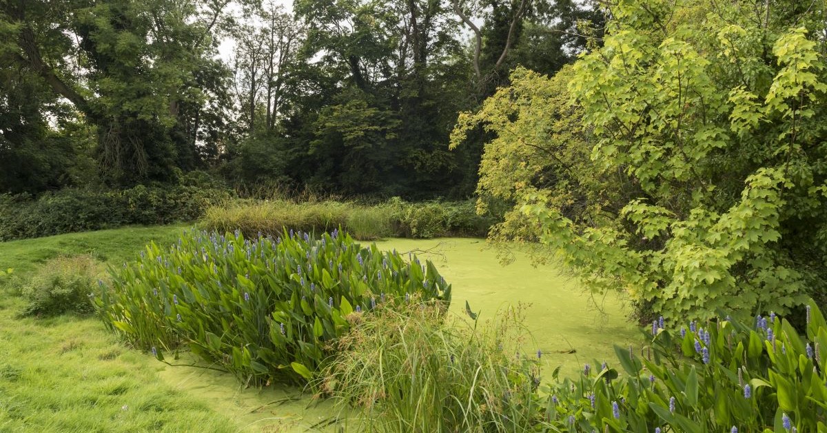 Funding secured to transform and restore Fishponds Park in Surbiton