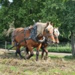 Rewild London impacts Wandsworth parks