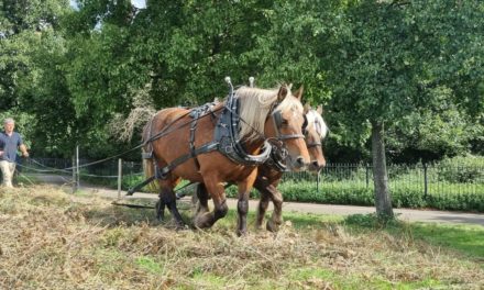 Rewild London impacts Wandsworth parks