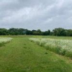 Spider Park flooding and biodiversity project commences