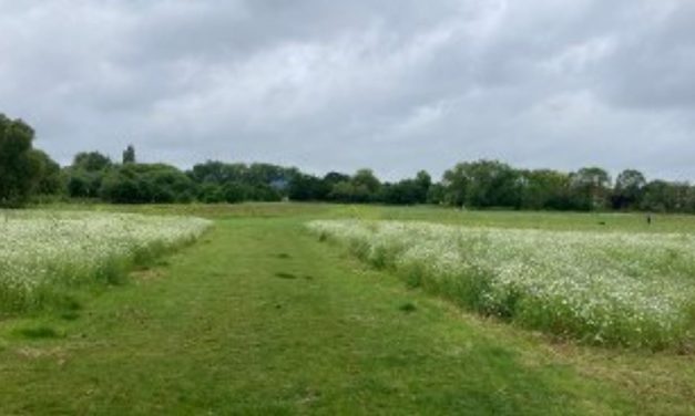 Spider Park flooding and biodiversity project commences