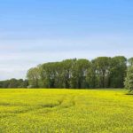 Savills reports active farmland market in South West