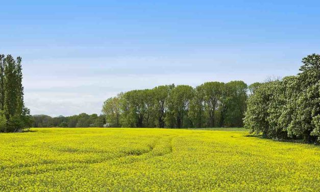 Savills reports active farmland market in South West