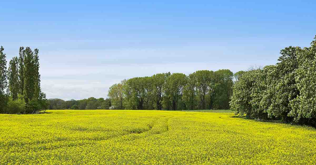 Savills reports active farmland market in South West