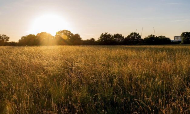 Tolworth Farm rewilding receives £0.5m