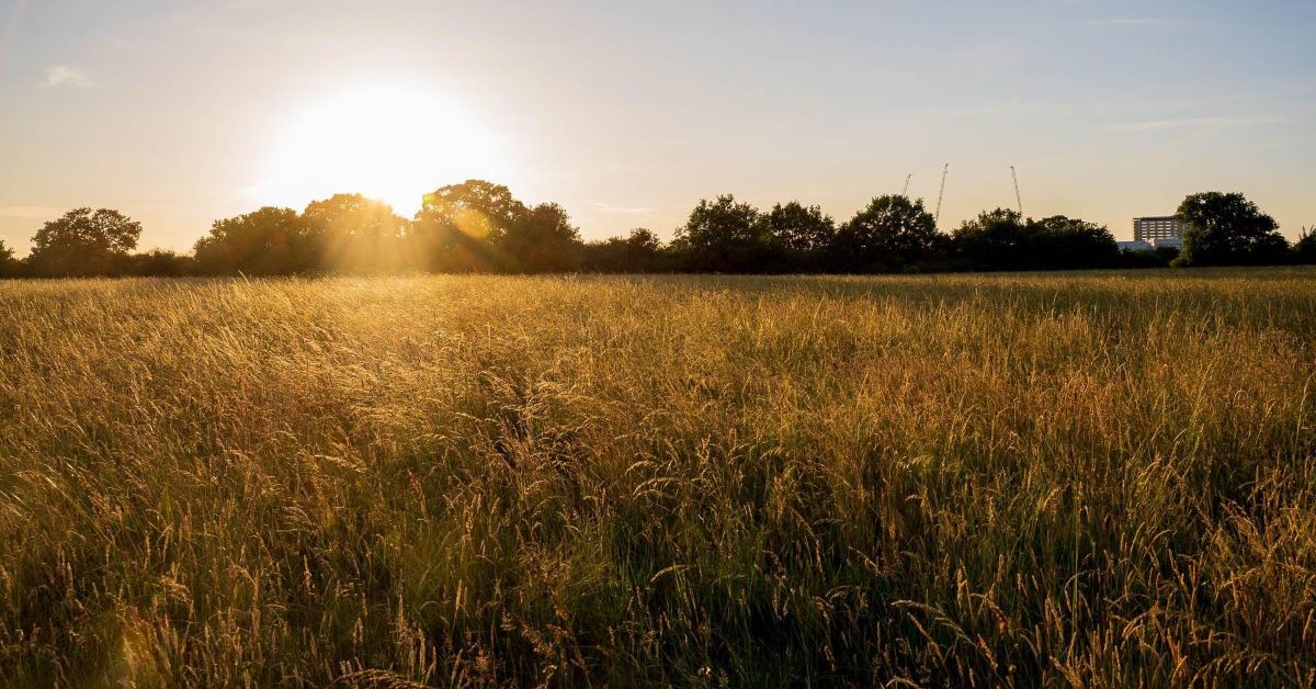 Tolworth Farm rewilding receives £0.5m