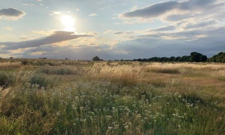 Warren Farm nature reserve status confirmed by Ealing